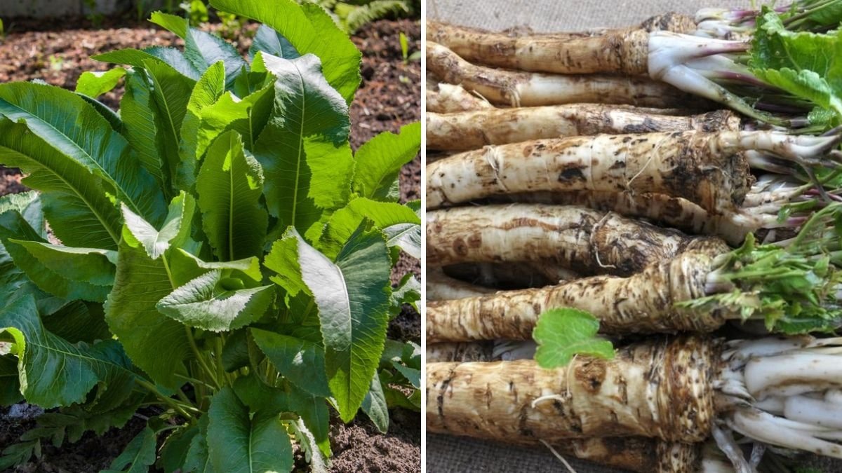 When and How to Harvest Horseradish: A Complete Guide to Digging, Preparing, and Enjoying This Spicy Root