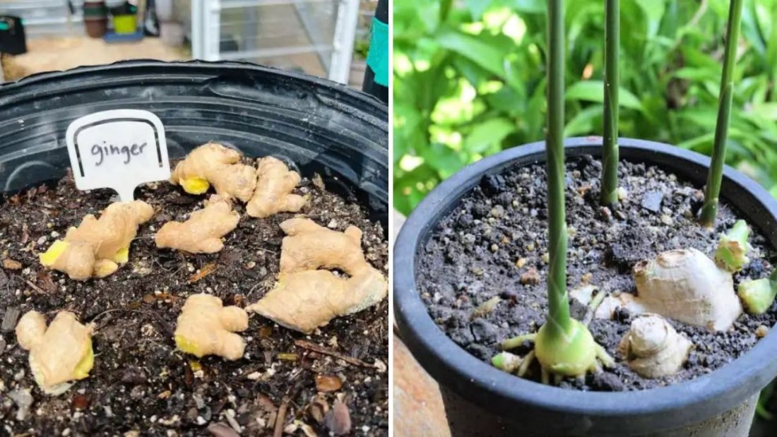 How to Grow Ginger in Containers and Get a Huge Harvest: A Complete Step-by-Step Guide