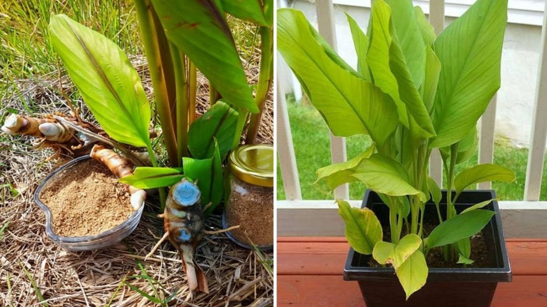 How to Grow Ginger and Turmeric from Skin: The Easiest Way to Grow and Eat Your Own Harvest in Containers or Raised Beds