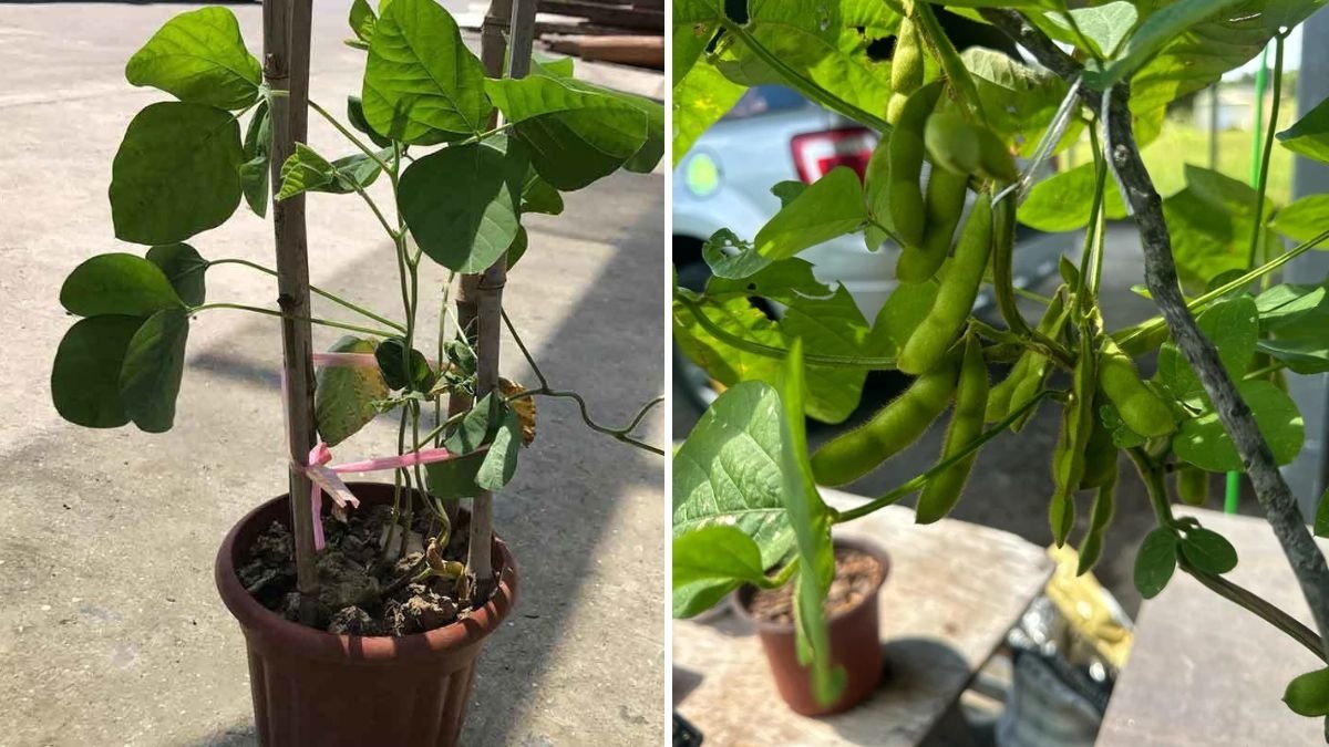 How to Grow and Care for Edamame Plants: From Nursery to Harvest (Complete Step-by-Step Guide)