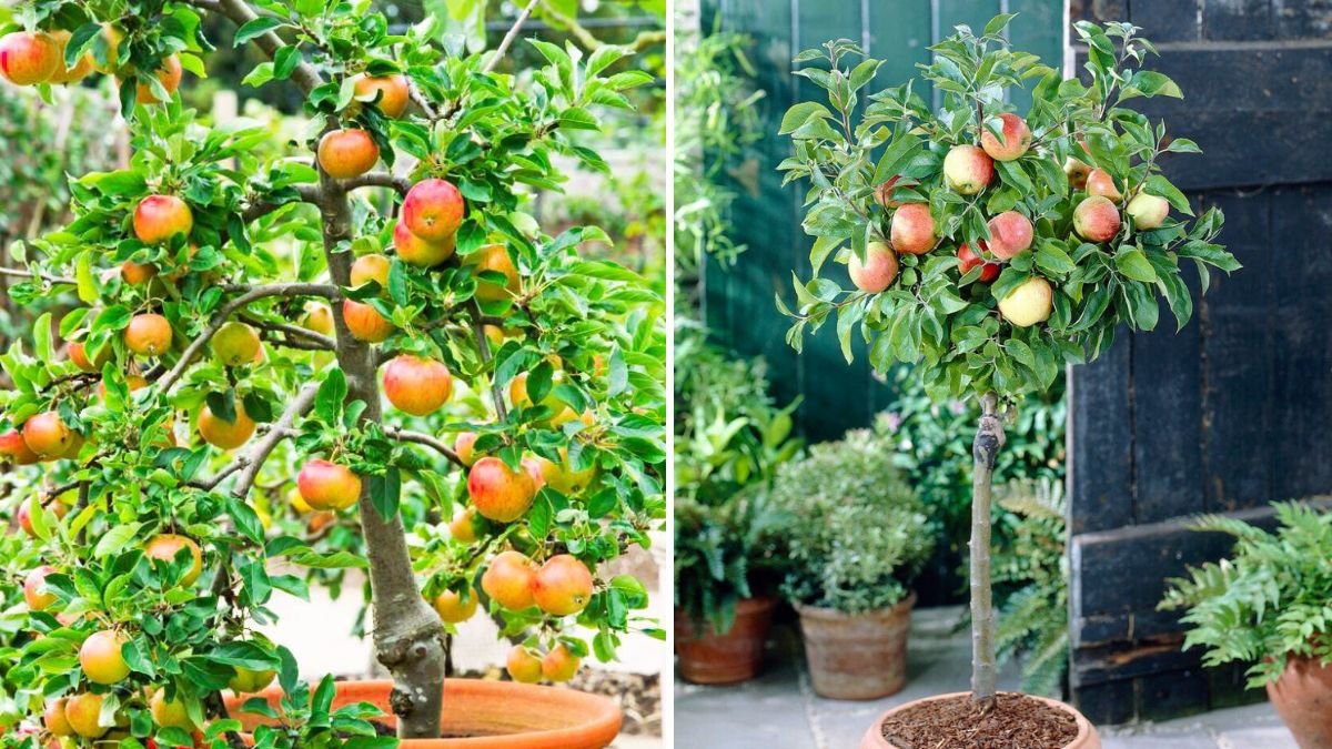 How to Grow Apples in Containers: A Complete Step-by-Step Guide for Home  Gardeners - Chhatrapati Shivaji Maharaj Park