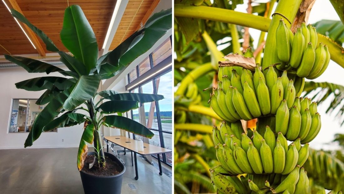 How to Grow Banana Trees in Pots Easily: A Complete Guide for Beginners