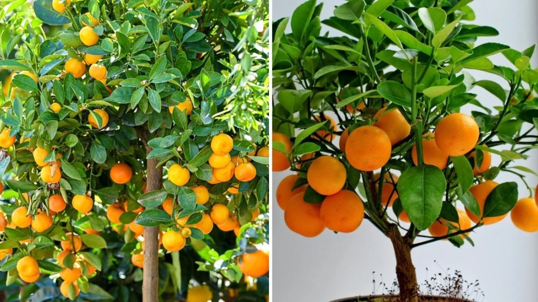 How to Grow Oranges in Containers at Home: A Complete Step-by-Step Guide for Beginners