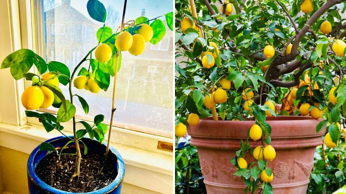 How to Grow Meyer Lemons in Containers: A Complete Step-by-Step Guide for Home Gardeners