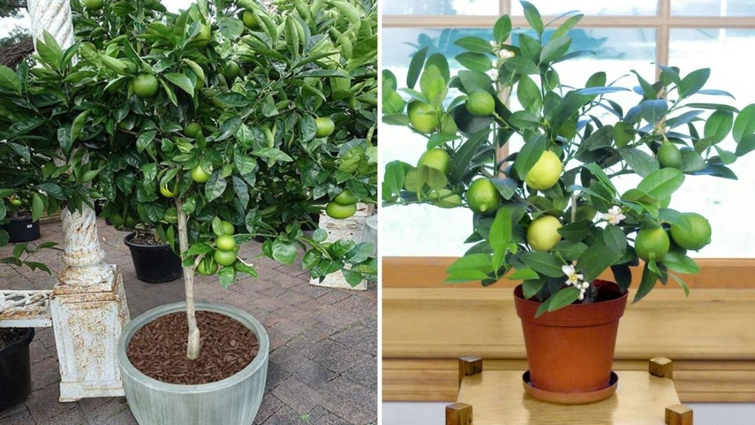 How to Grow Lime and Lemon Trees from Cuttings: The Easy, Fast Way to Multiply Your Citrus Plants