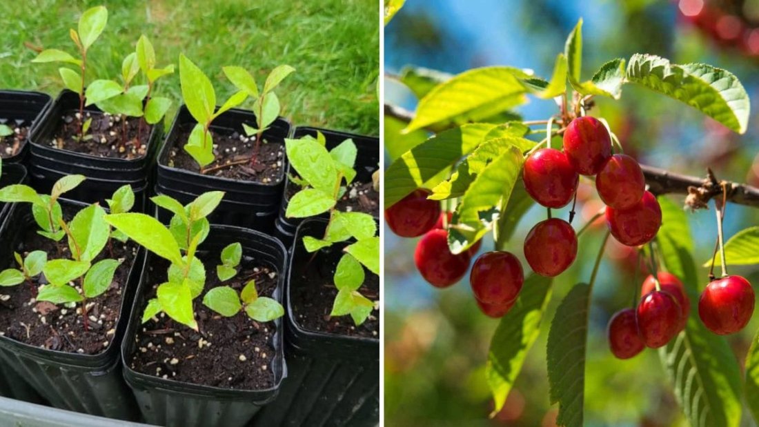 How to Grow Cherry Trees from Seeds in Just 15 Days — Easy Step-by-Step Guide for Beginners