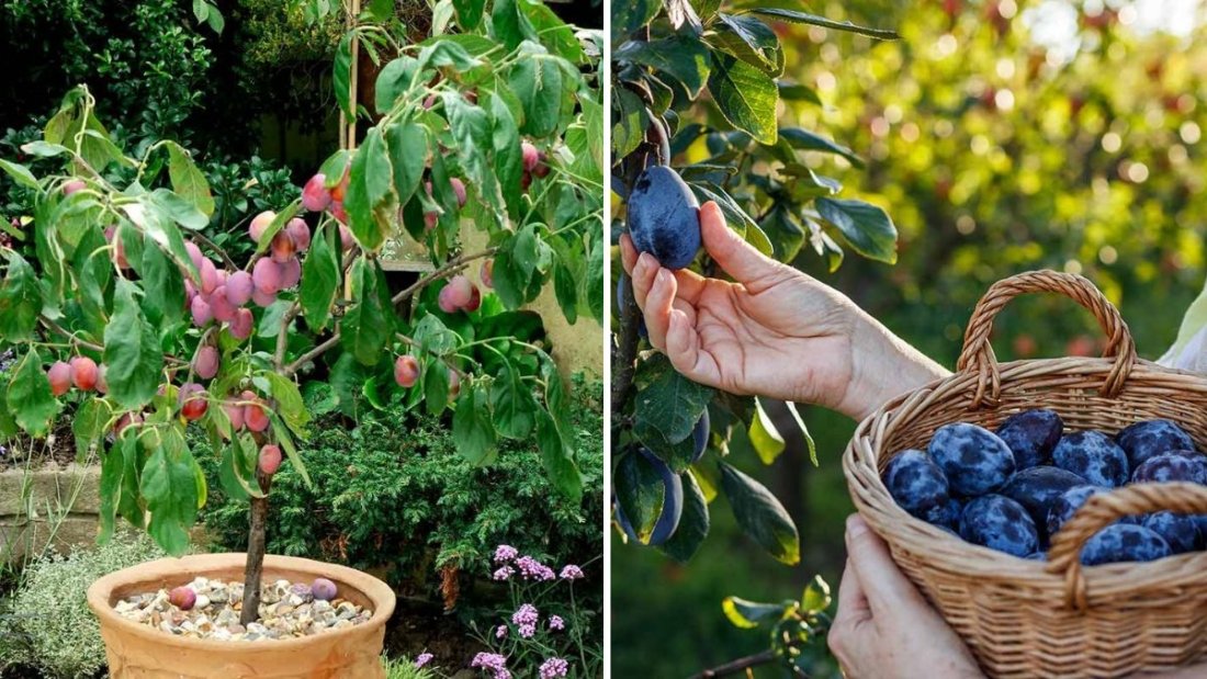 How to Grow a Plum Tree from Fruit Using a Natural Rooting Hormone — 100% Success Method for Home Gardeners