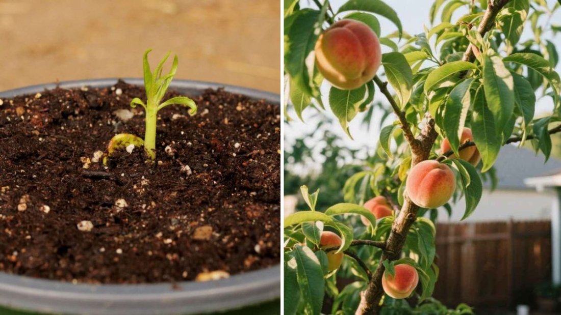 How to Grow a Peach Tree from Seed Easily: Step-by-Step Home Germination Guide