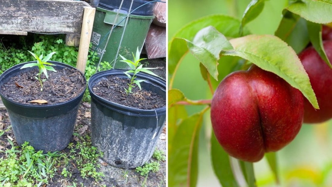 How to Grow a Nectarine Tree from Seed: Easy Step-by-Step Guide to Successful Germination at Home