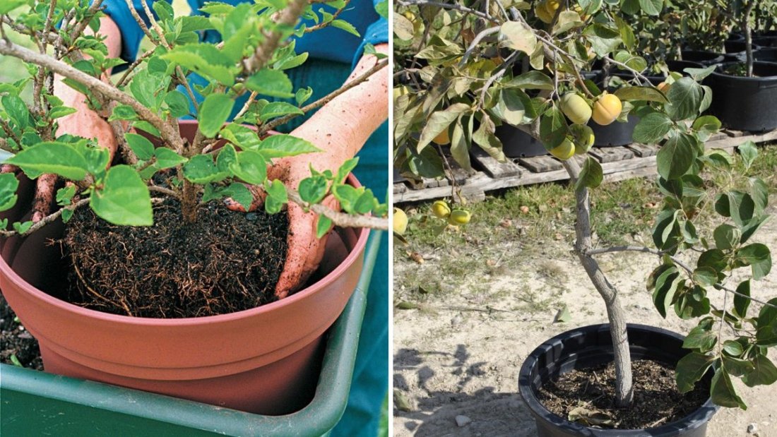 Apricot Rooting Through Bottom of Container Pot: What It Means and How to Handle It the Right Way