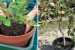 Apricot Rooting Through Bottom of Container Pot: What It Means and How to Handle It the Right Way
