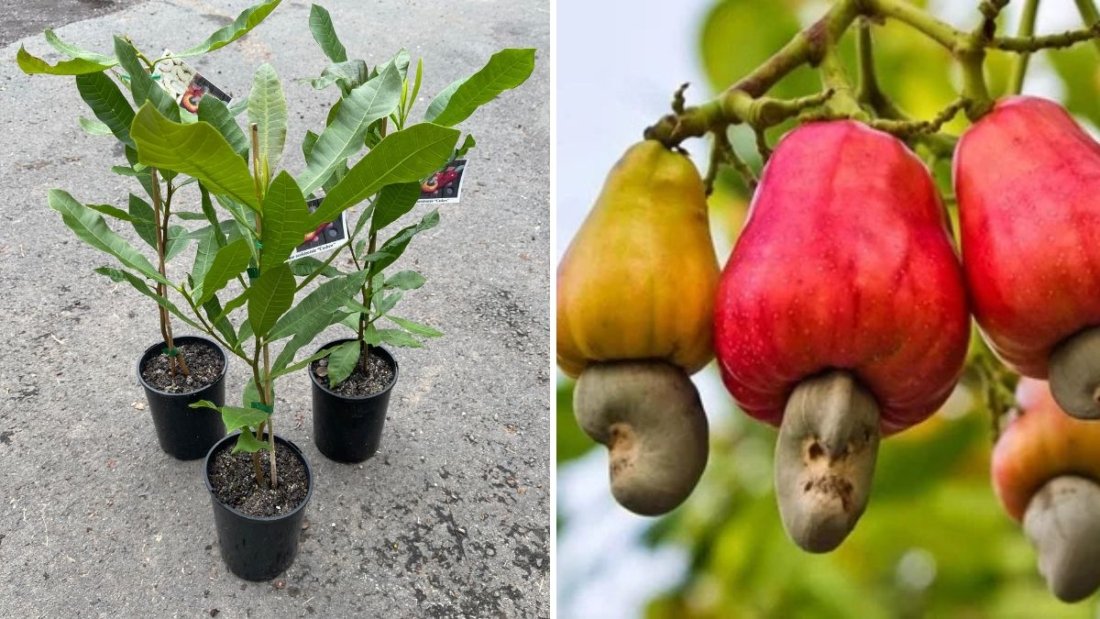Grow Cashew Nut Tree in a Pot Most Easily and Reap a Great Harvest
