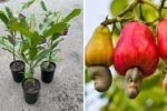 Grow Cashew Nut Tree in a Pot Most Easily and Reap a Great Harvest