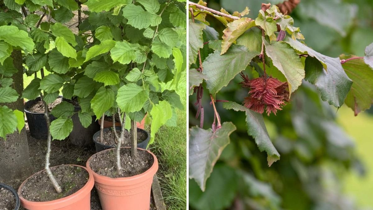 Grow Hazelnuts: A Complete Guide to Cultivating, Caring, and Harvesting Nature’s Nutty Treasure