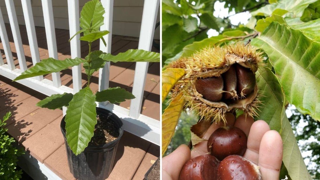 No Peat? No Problem! Stratifying Chestnut Seeds – WITH RESULTS!