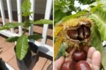 No Peat? No Problem! Stratifying Chestnut Seeds – WITH RESULTS!