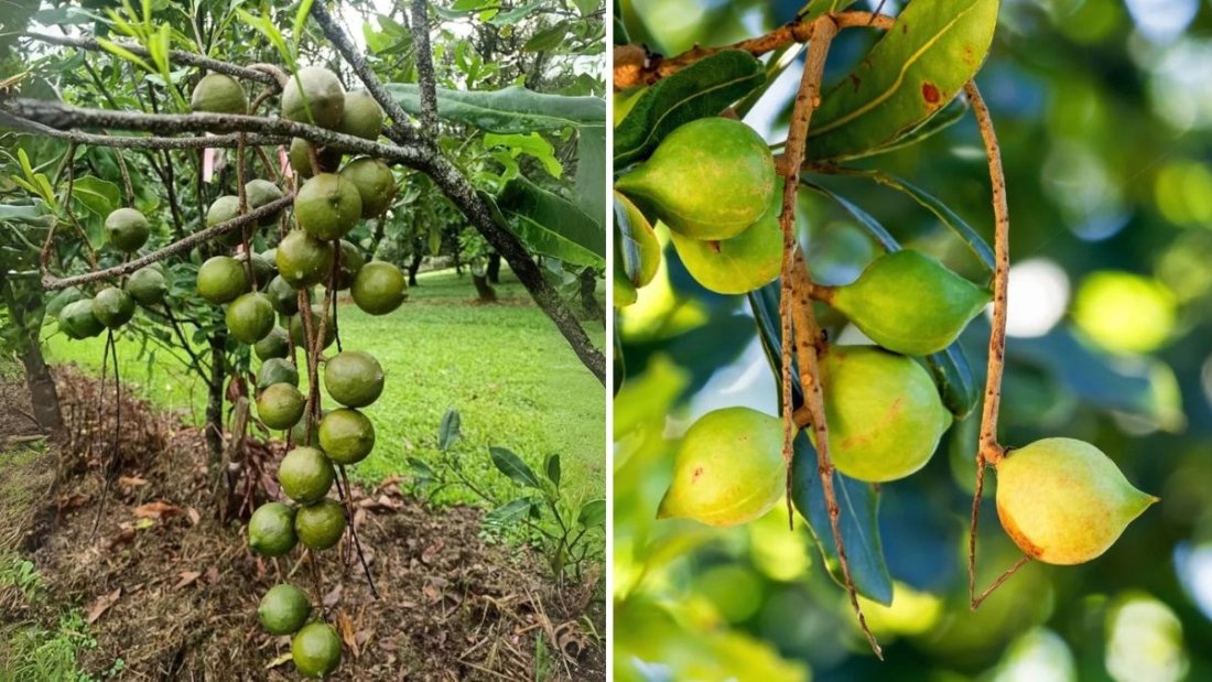 Growing Macadamia Nuts at Home Is EASY — Once You Know These Secrets!