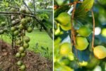 Growing Macadamia Nuts at Home Is EASY — Once You Know These Secrets!