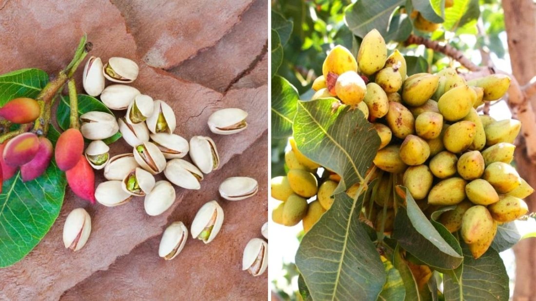 Grow Pistachio Tree from Grocery Pistachios | Seed Germination Results and Complete Growing Guide