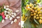 Grow Pistachio Tree from Grocery Pistachios | Seed Germination Results and Complete Growing Guide