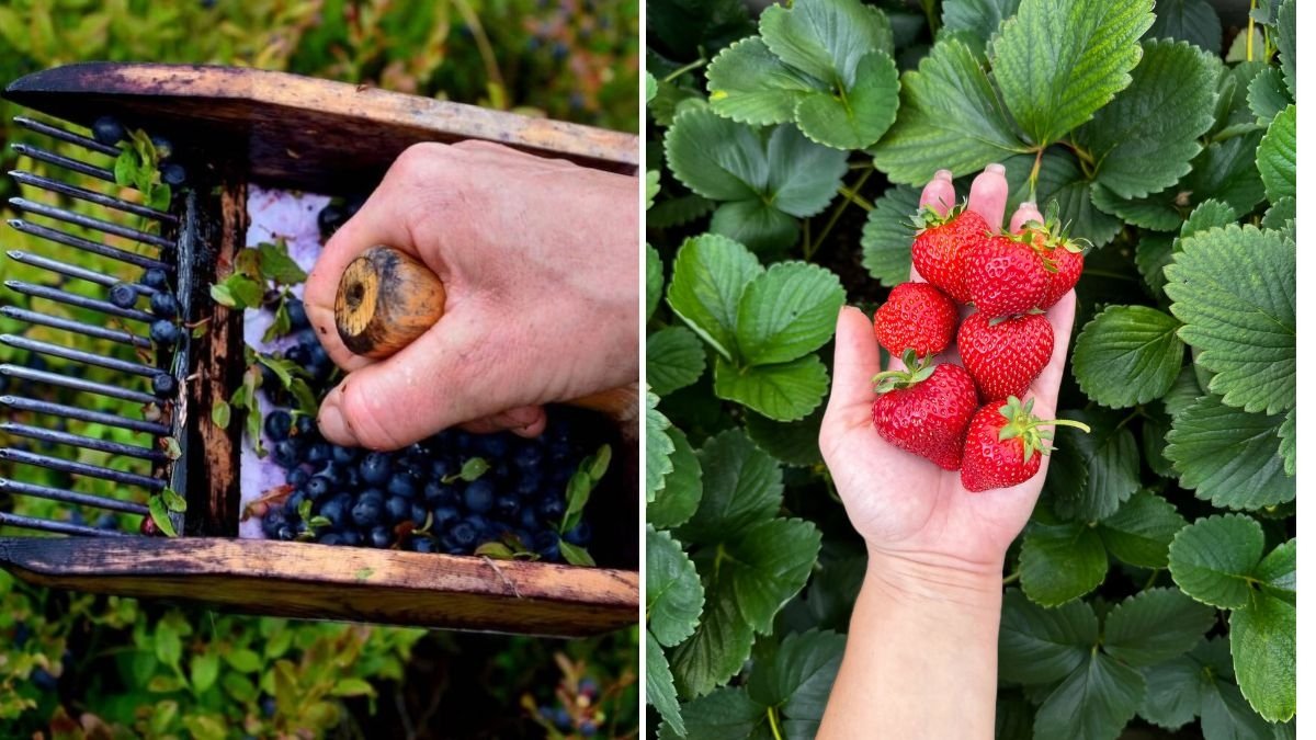 Sowing Bilberry Seeds and Strawberry Seeds: A Complete Guide for Successful Growth