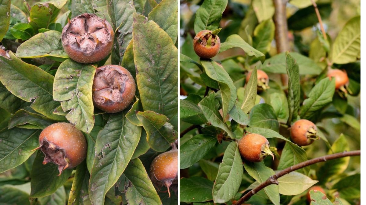 All About Medlar Fruit!