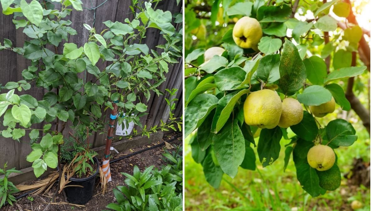 How to Plant, Grow, Prune, and Harvest a Quince Tree