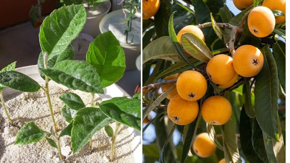 How to Grow Loquat Trees and Get a TON of Fruit