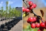 PETITTI Crabapple Spotlight | How to Grow & Care For Flowering Crabapple Trees