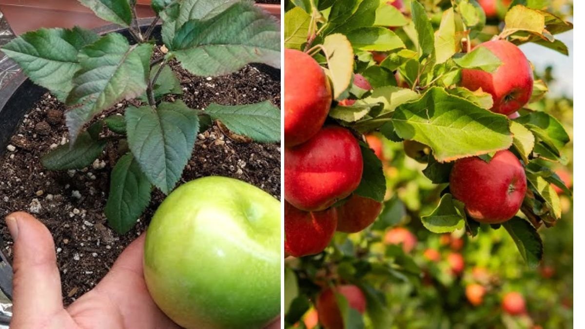 Planting Granny Smith Apple Seeds: A Complete Guide to Growing Fruit Trees from Seed at Home