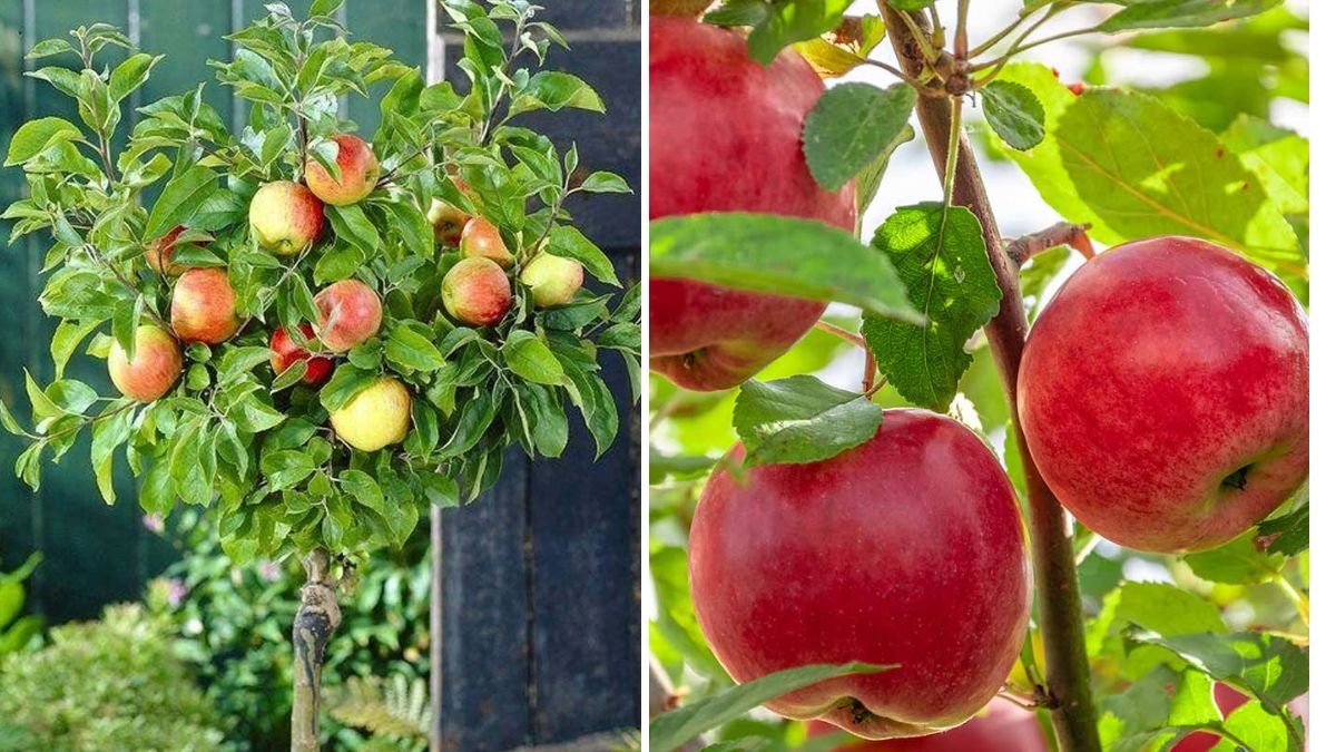 Planting My Braeburn Apple Tree: A Complete Guide to Growing and Caring for Braeburn Apples at Home