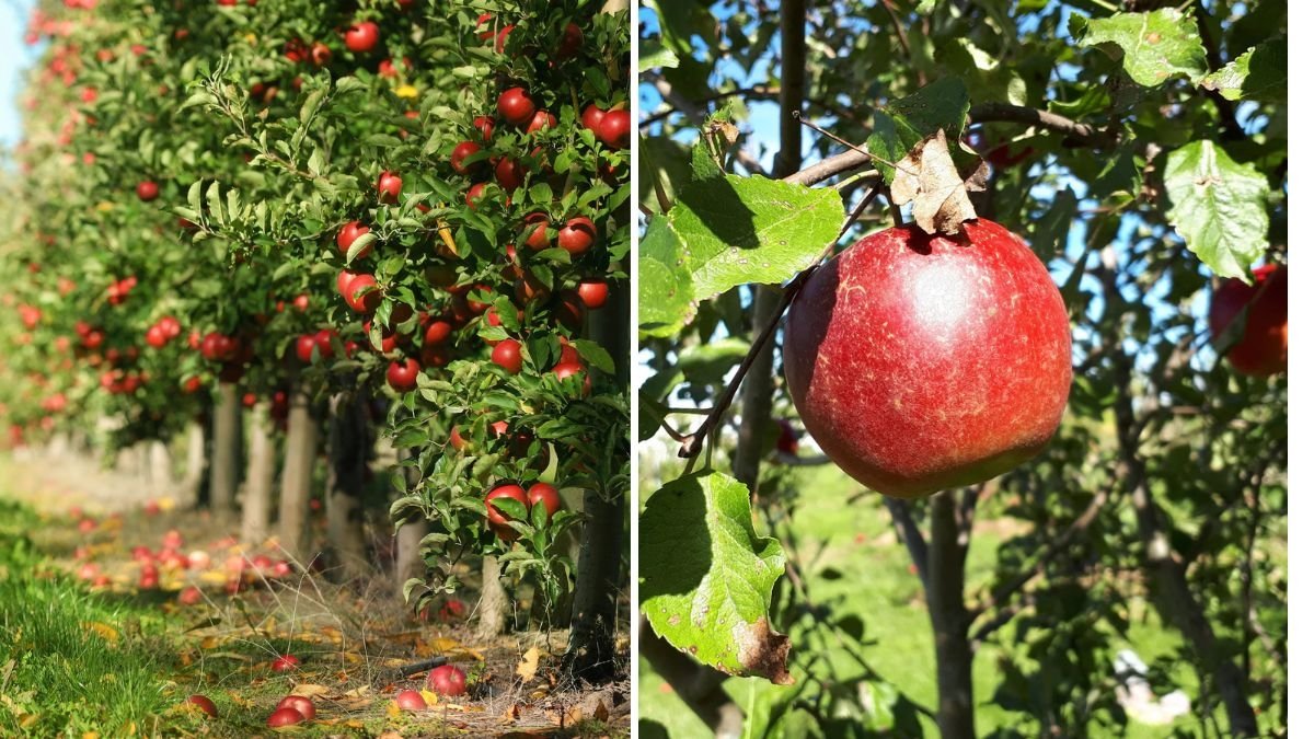 Jonathan Apple Review: Flavor, History, and Why This Classic Variety Still Deserves a Place in Your Garden